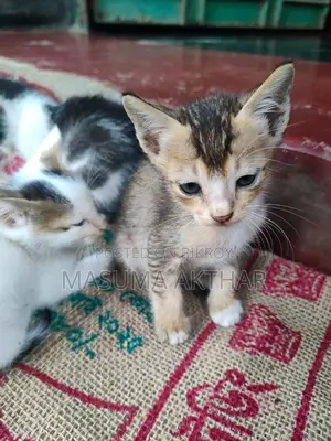 বিড়াল এডপশন এ দিয়া হবে।