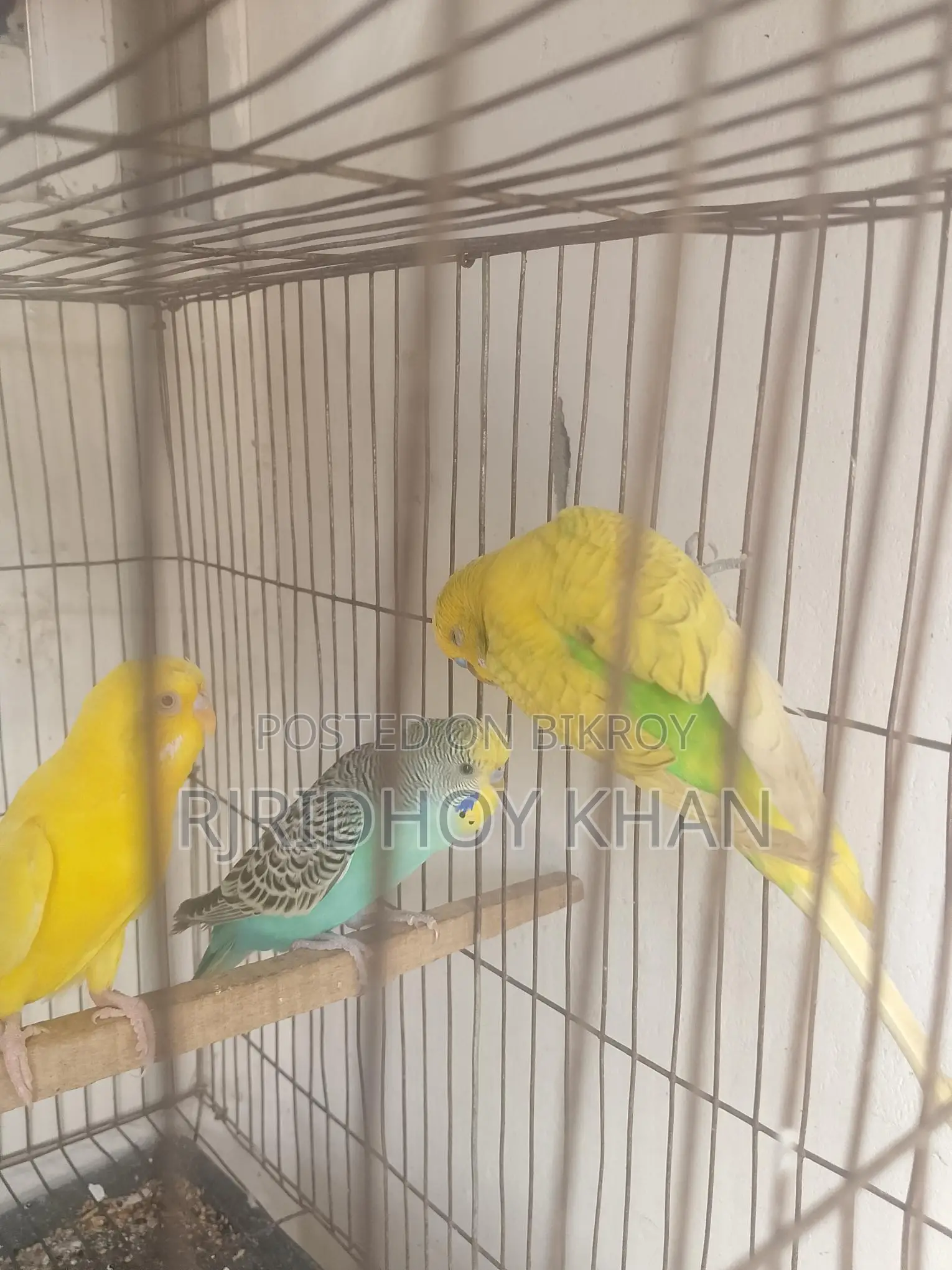 বাজিগার বিক্রি করতে চাই