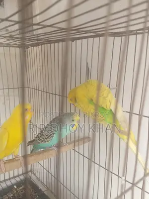 বাজিগার বিক্রি করতে চাই