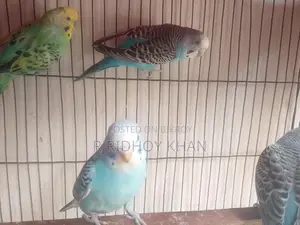 বাজিগার বিক্রি করতে চাই