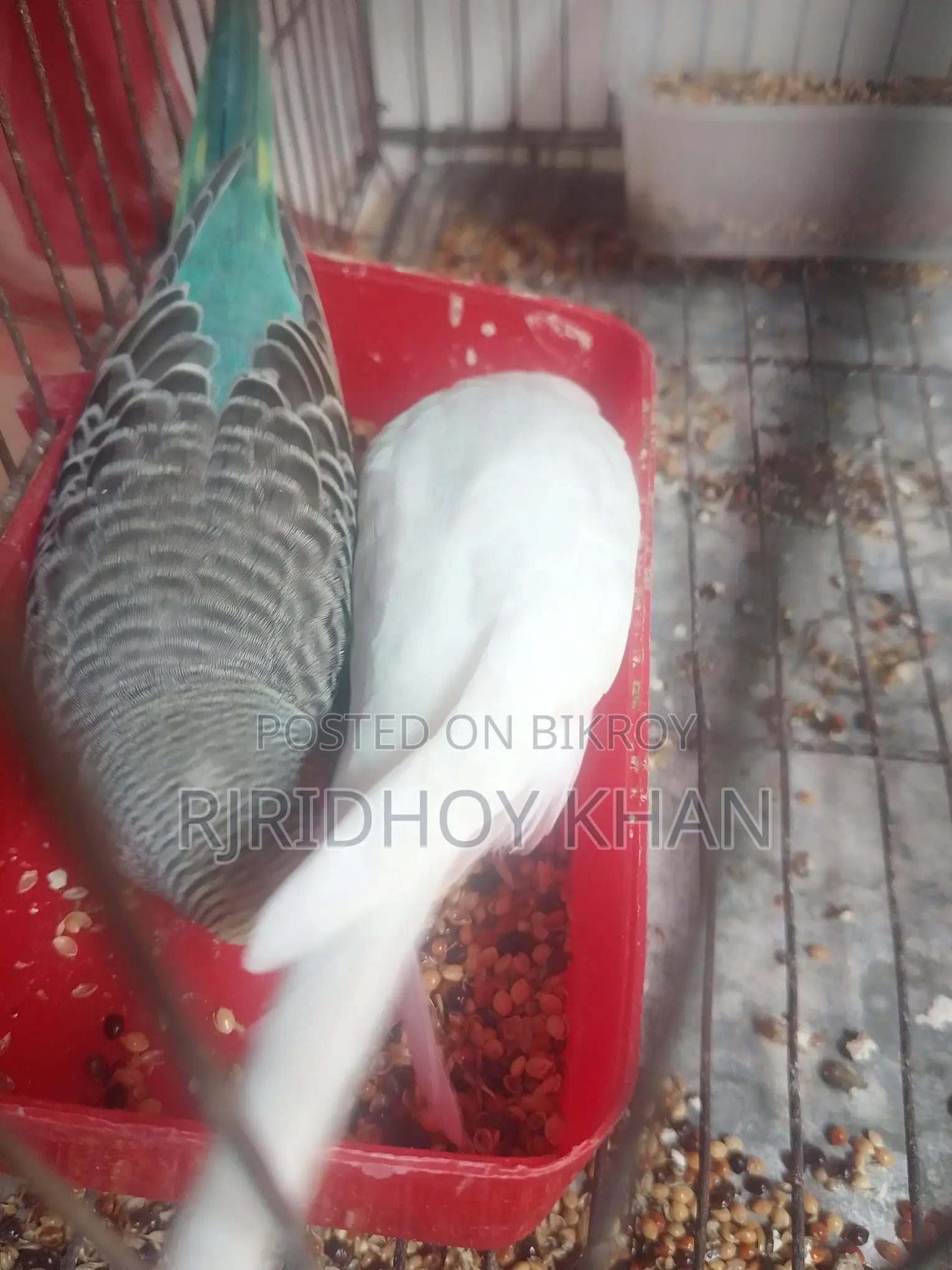 বাজিগার বিক্রি করতে চাই