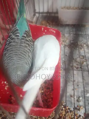 বাজিগার বিক্রি করতে চাই