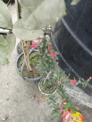 ক্যাকটাস।
