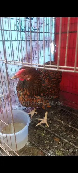 Golden Wyandotte Chicken Running