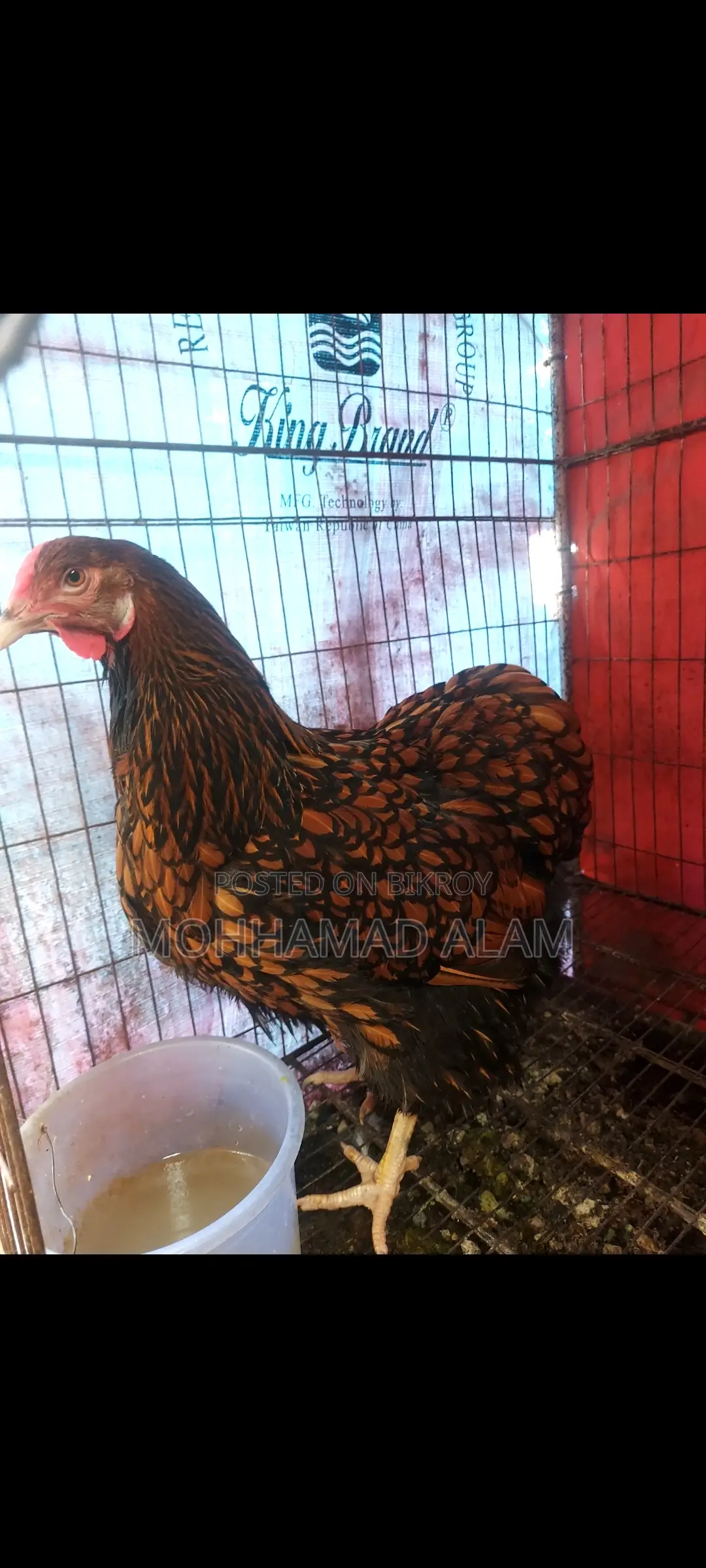Golden Wyandotte Chicken Running
