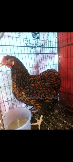 Golden Wyandotte Chicken Running