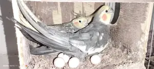ককাটেল পাখি