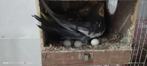 ককাটেল পাখি