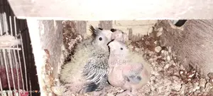 ককাটেল পাখি