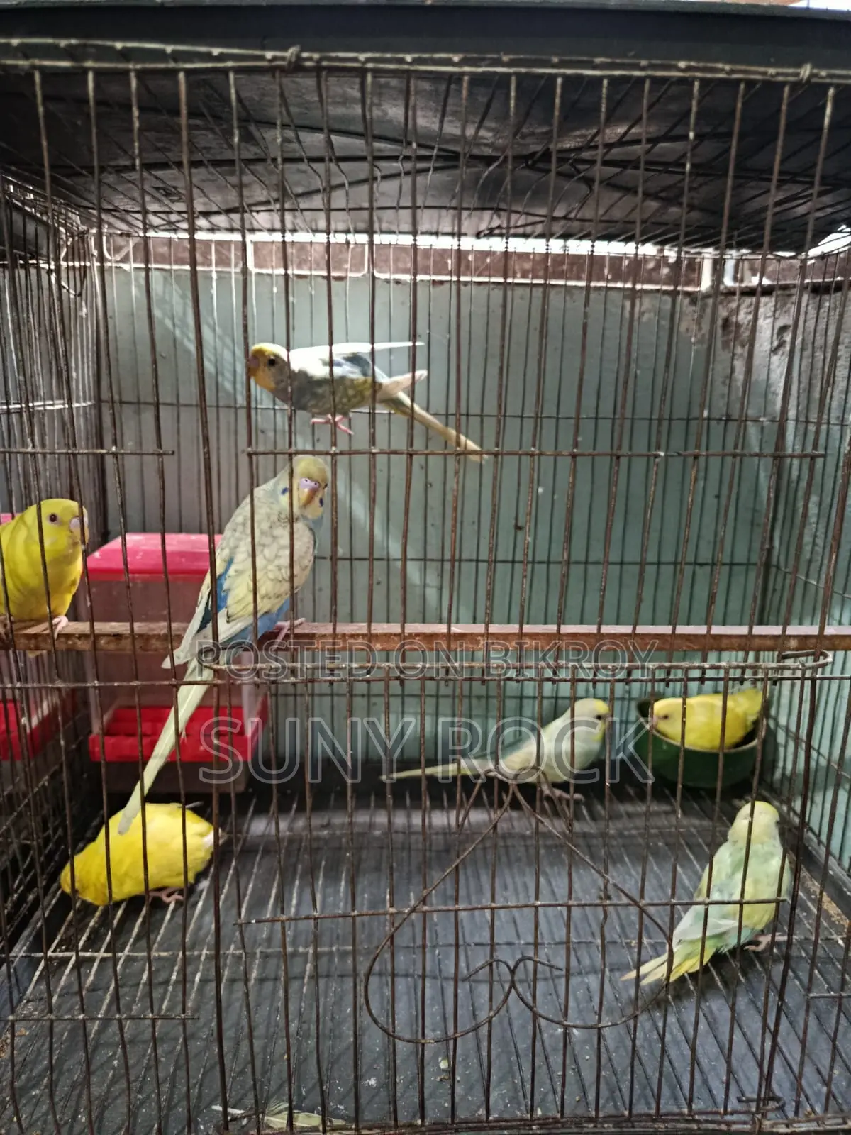 ৭ পিস বাজরিগার পাখি