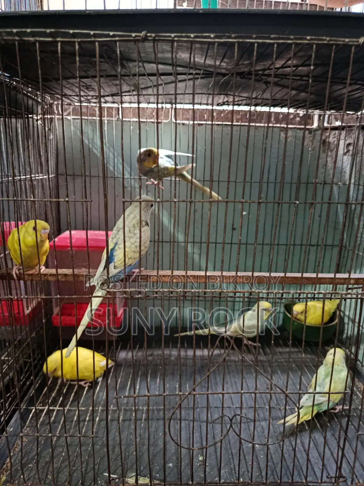 ৭ পিস বাজরিগার পাখি