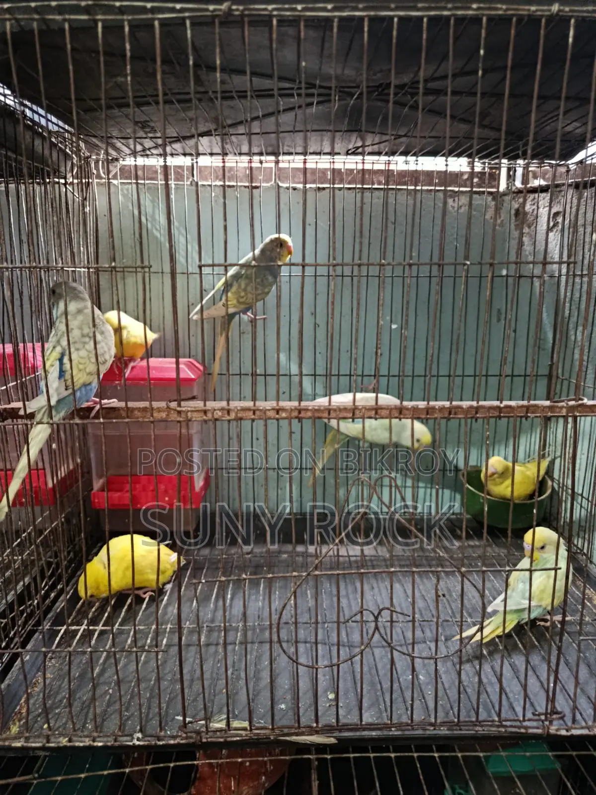 ৭ পিস বাজরিগার পাখি