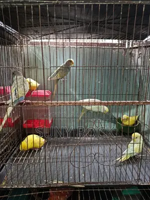 ৭ পিস বাজরিগার পাখি