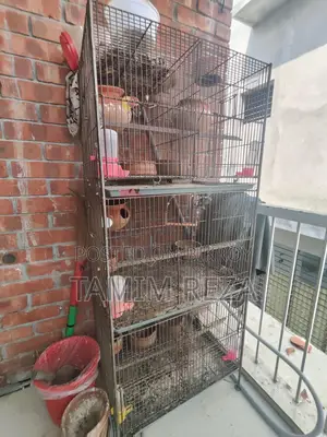 3 Pairs + 1 Single Lovebird for Sale