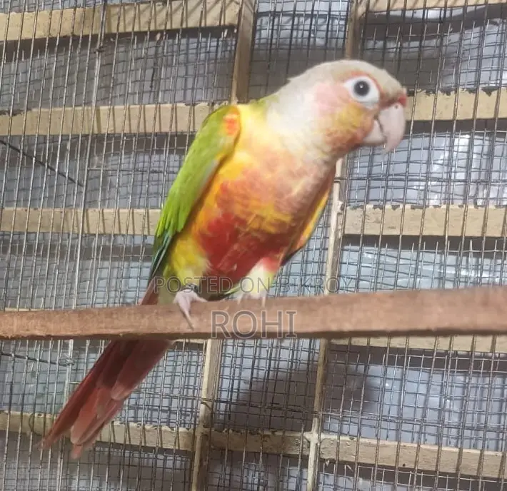 Kunur Male