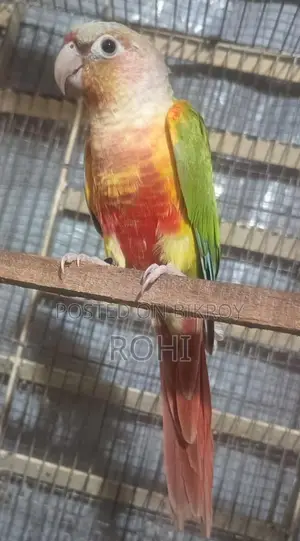 Kunur Male