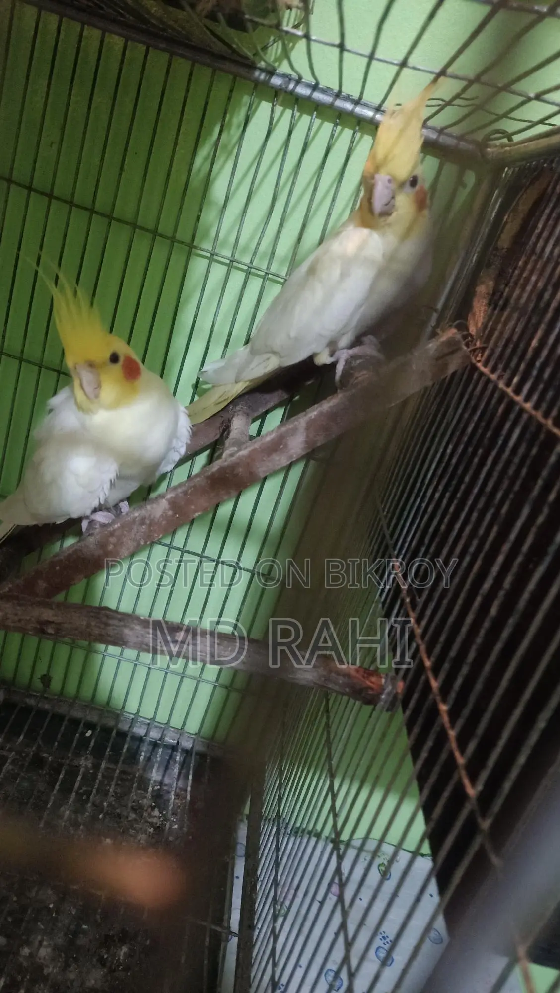 বাচ্চাসহ লুটিনো ককাটেল