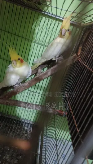 বাচ্চাসহ লুটিনো ককাটেল