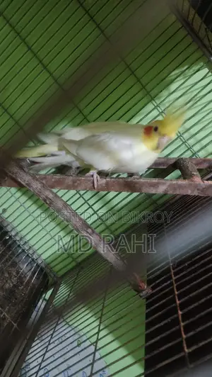 বাচ্চাসহ লুটিনো ককাটেল
