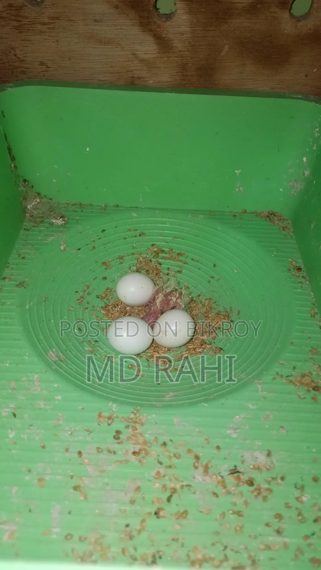 বাচ্চাসহ লুটিনো ককাটেল