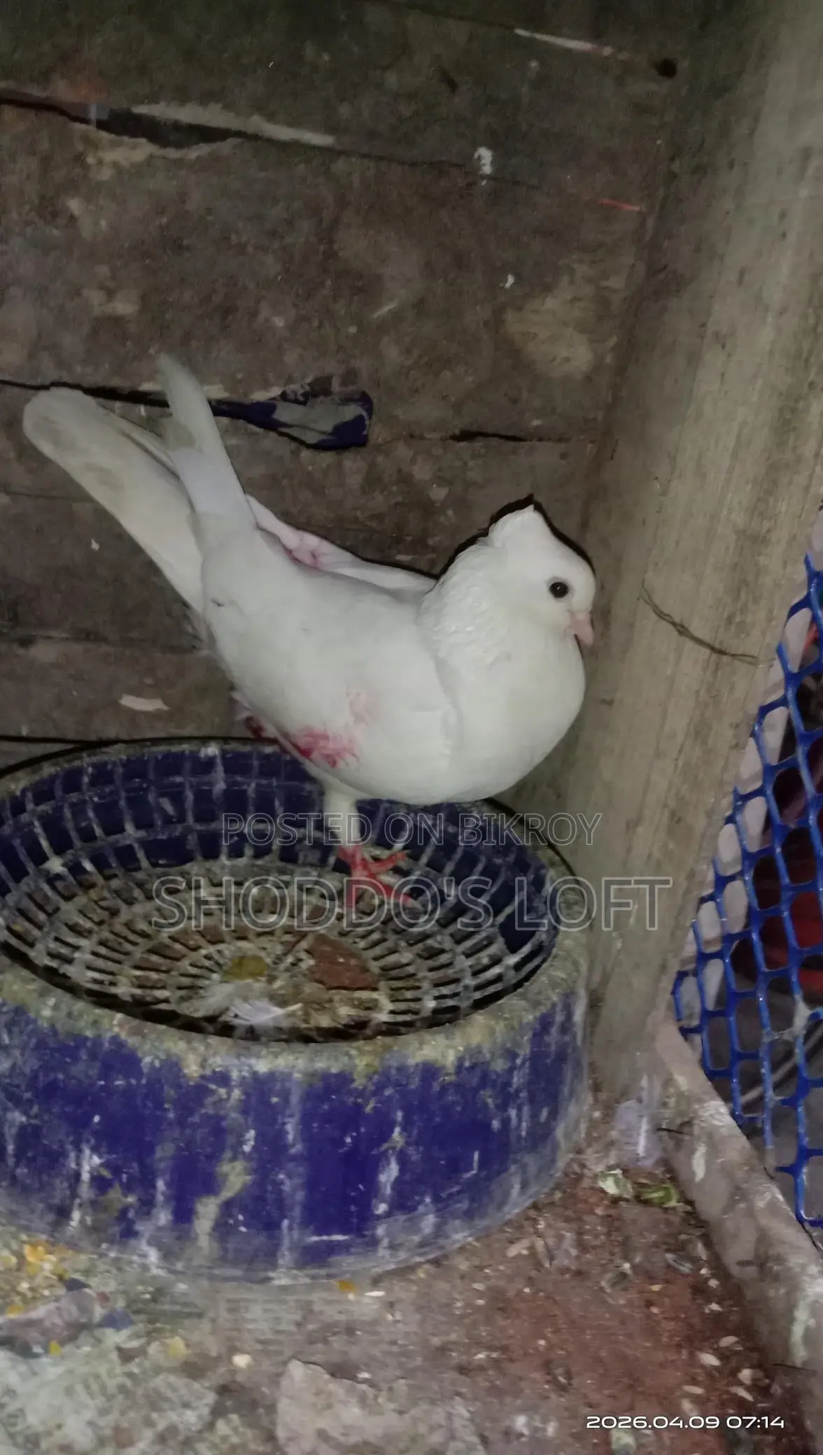 Pigeons for Sale