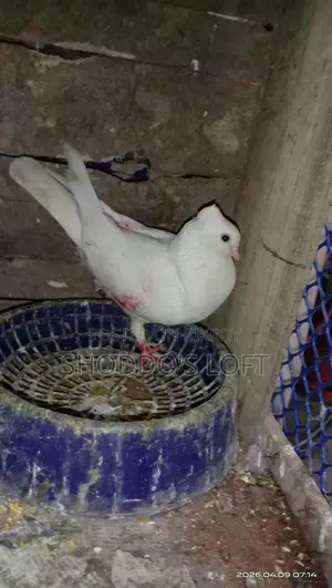 Pigeons for Sale