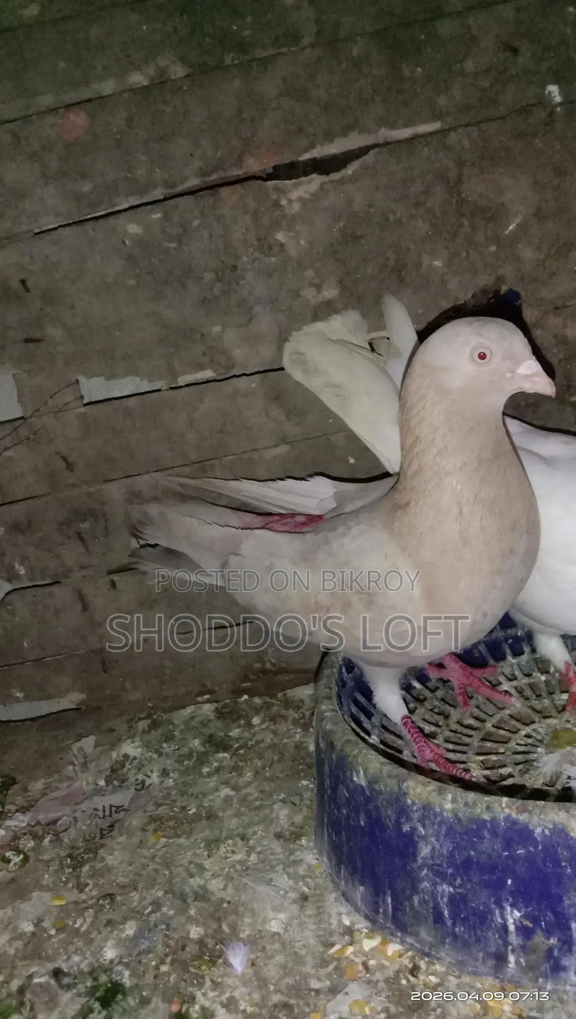 Pigeons for Sale
