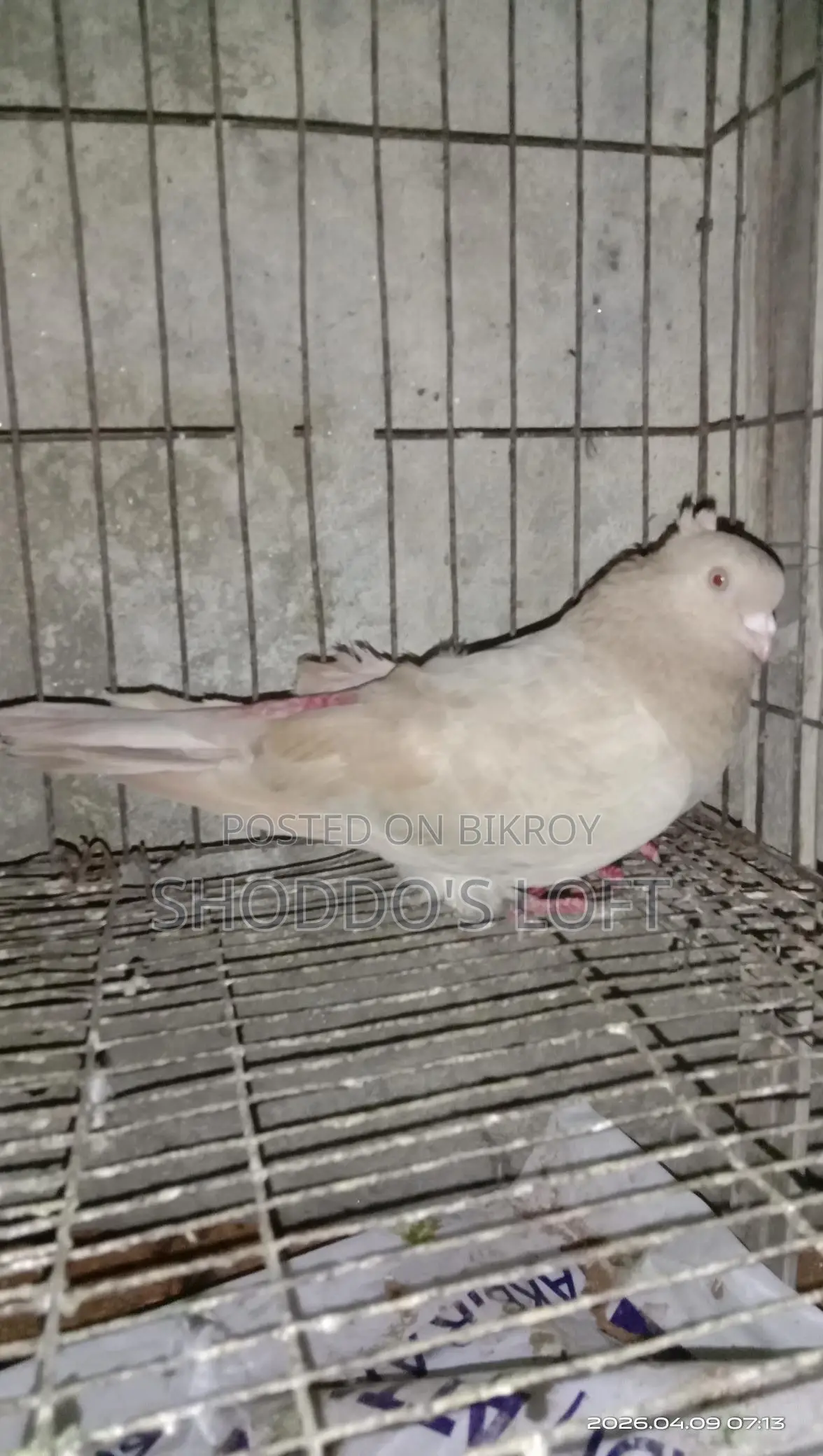 Pigeons for Sale