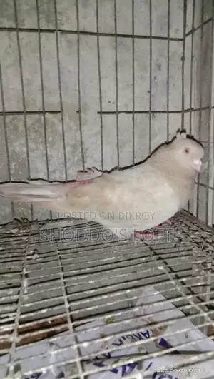 Pigeons for Sale