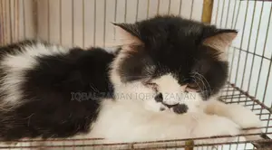 পার্সিয়ান ও জার্মান
