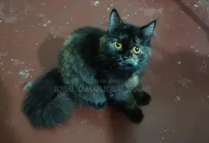 পার্সিয়ান ও জার্মান