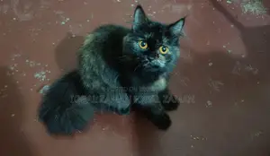 পার্সিয়ান ও জার্মান