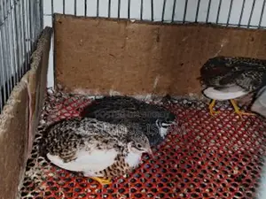King Quail
