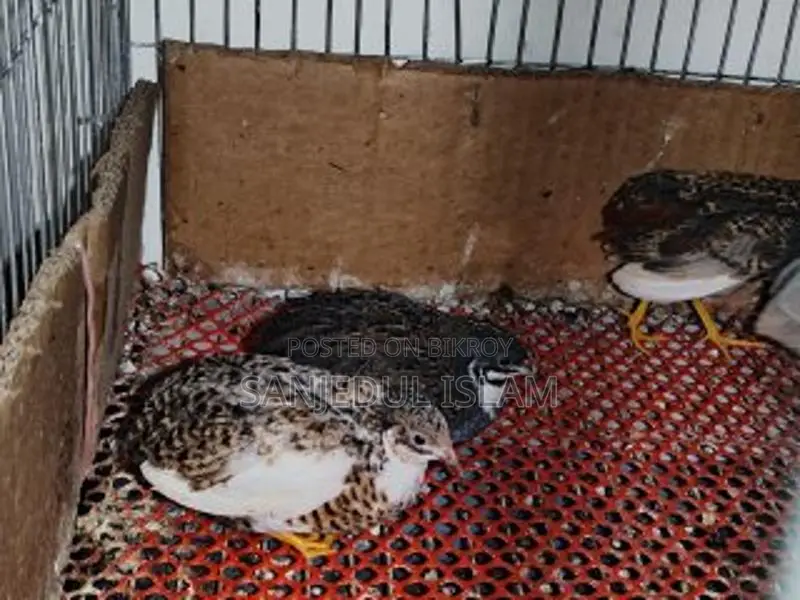 King Quail