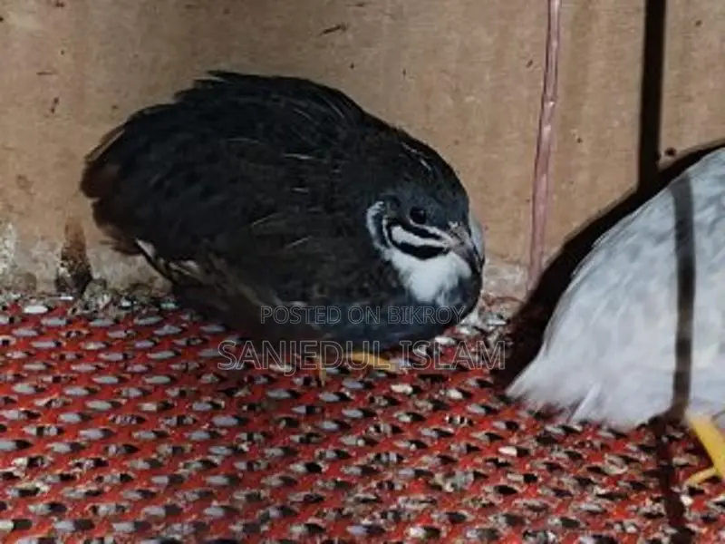 King Quail