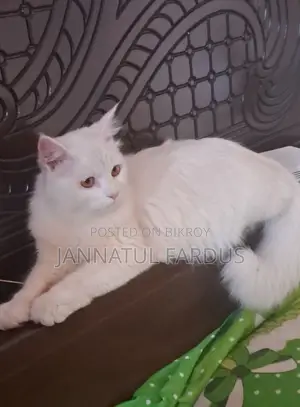 Cat For Sell