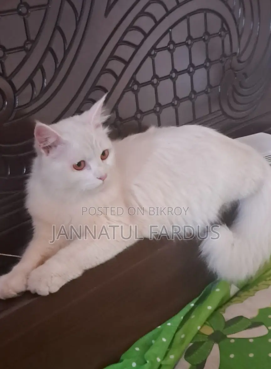 Cat For Sell