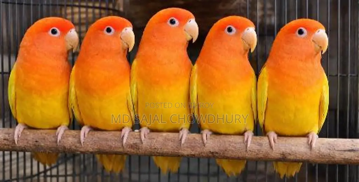 Running Breeding Lutino Opaline Lovebird Pair Red Eye Offer