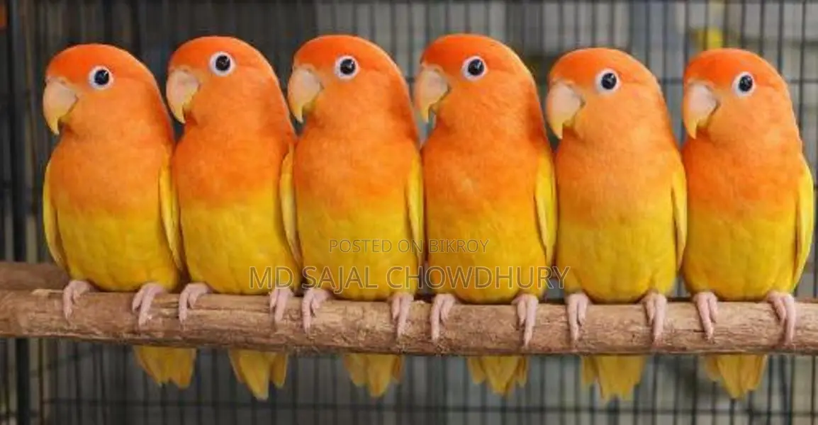 Running Breeding Lutino Opaline Lovebird Pair Red Eye Offer