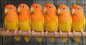 Running Breeding Lutino Opaline Lovebird Pair Red Eye Offer