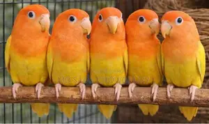 Running Breeding Lutino Opaline Lovebird Pair Red Eye Offer