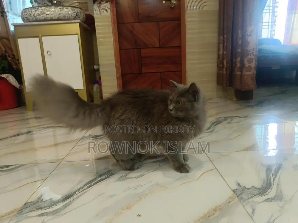 Piku, 8 months old, Persian male cat
