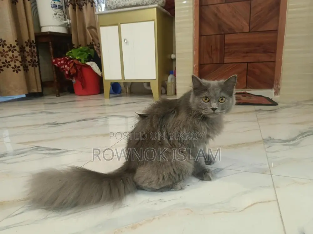 Piku, 8 months old, Persian male cat