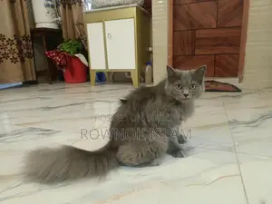 Piku, 8 months old, Persian male cat