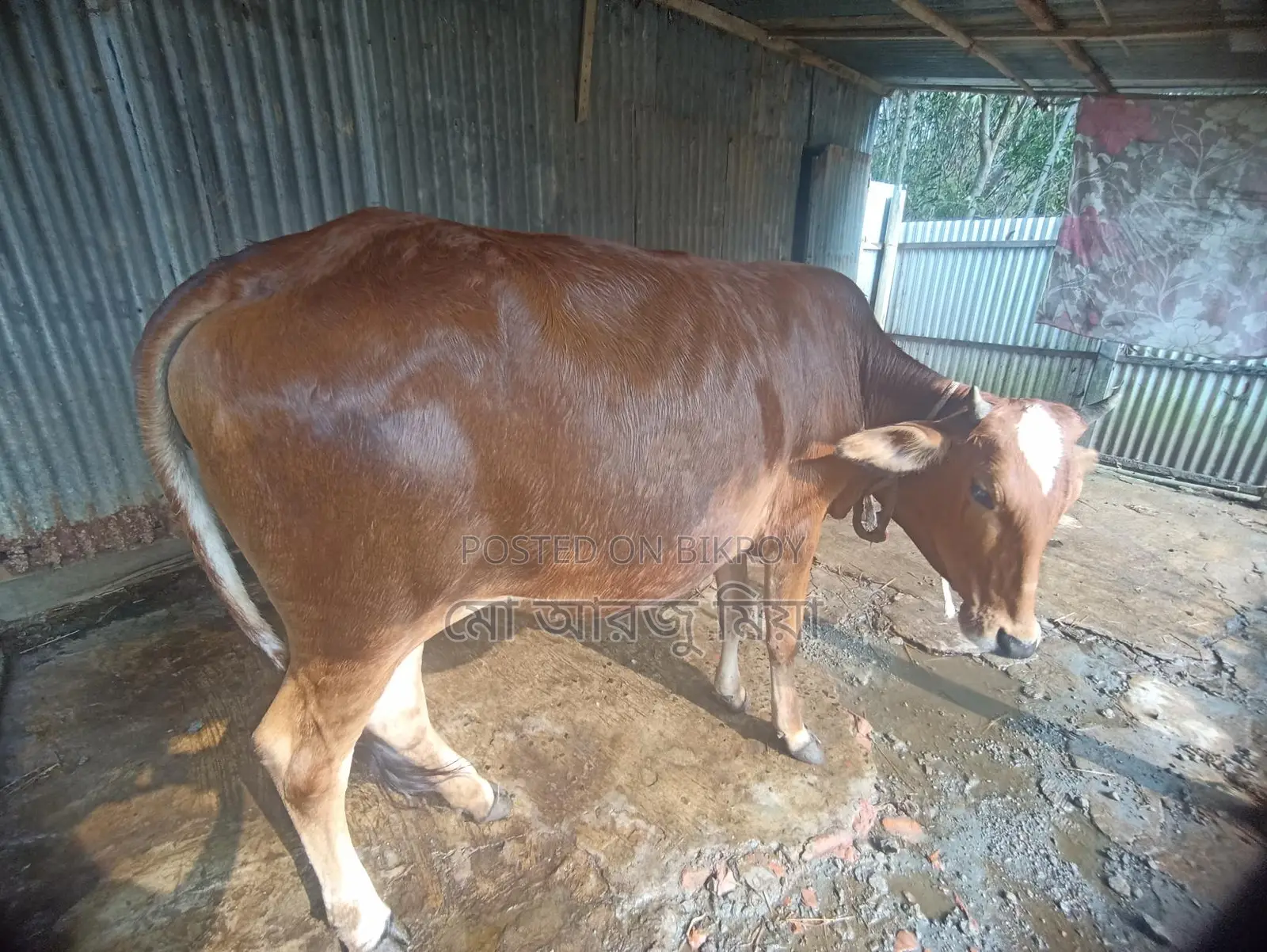 Cow for sale