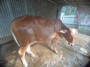 Cow for sale