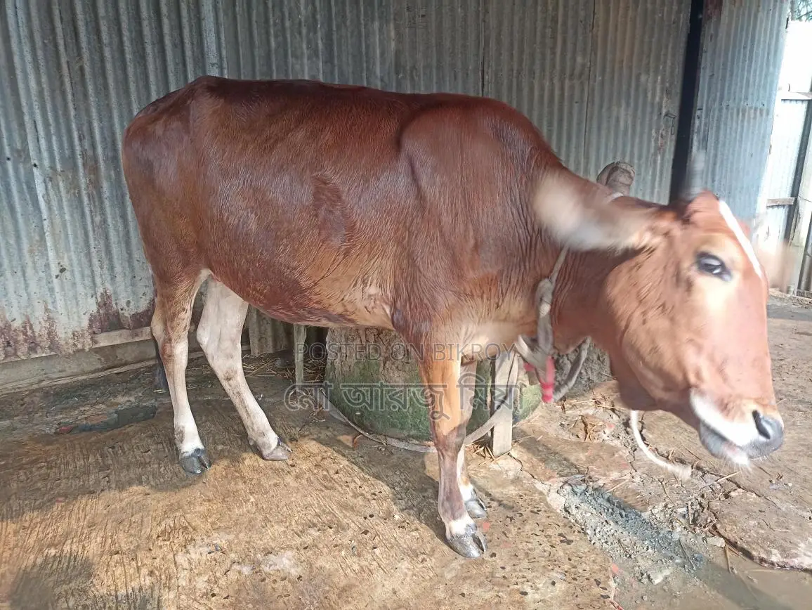 Cow for sale