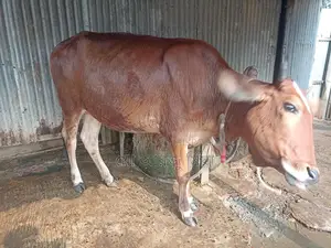 Cow for sale