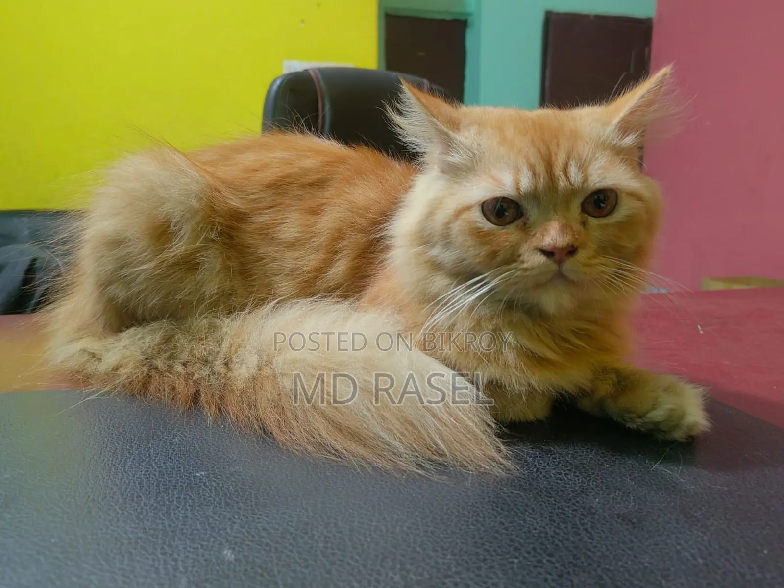 Persian Cat Male