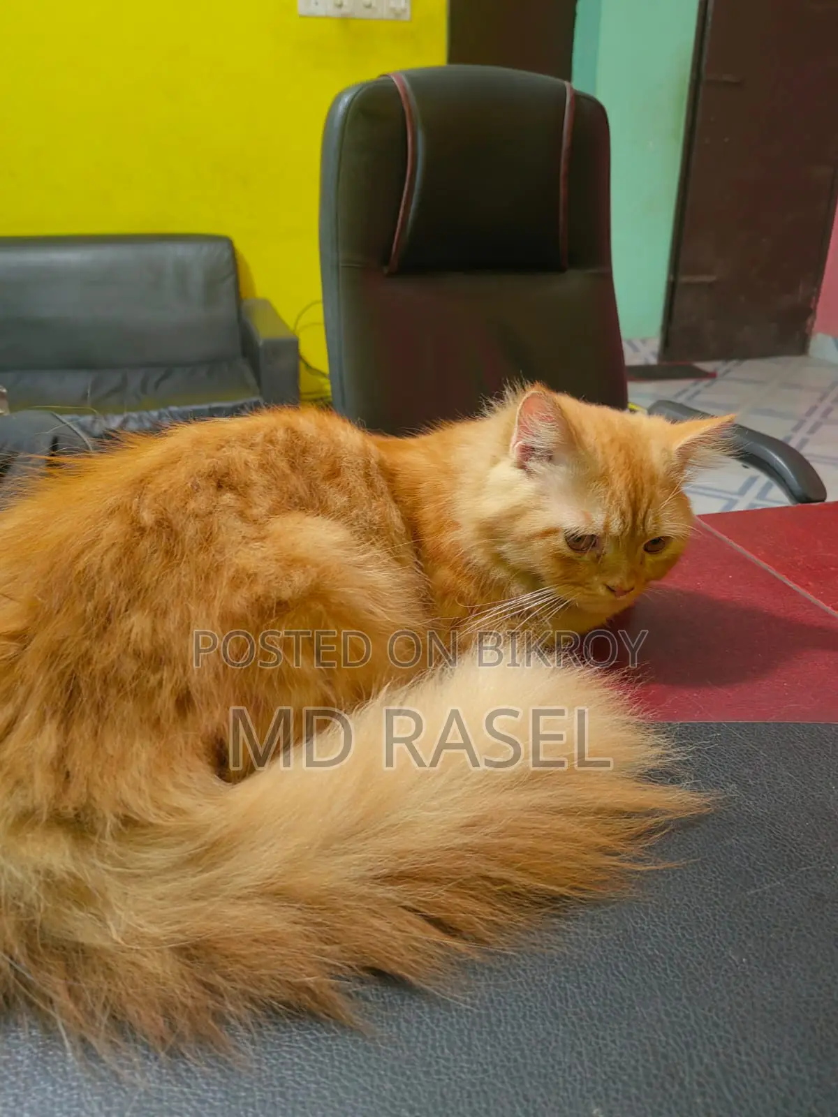 Persian Cat Male